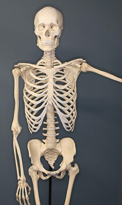 A human skeleton model