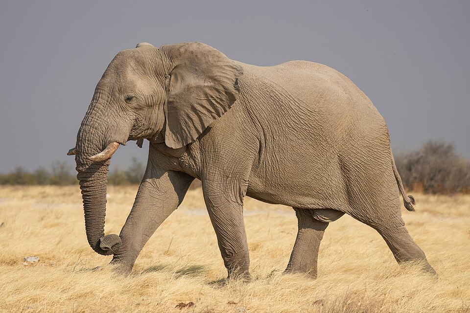 An African bush elephant walking across dry grass